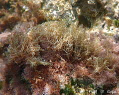 Image of Wrangelia penicillata