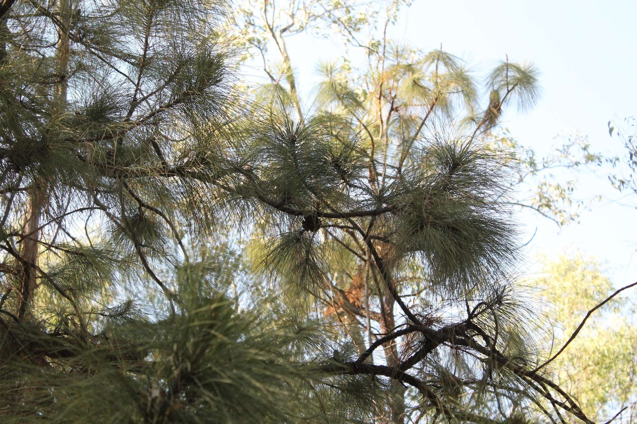 Image of Egg-cone Pine