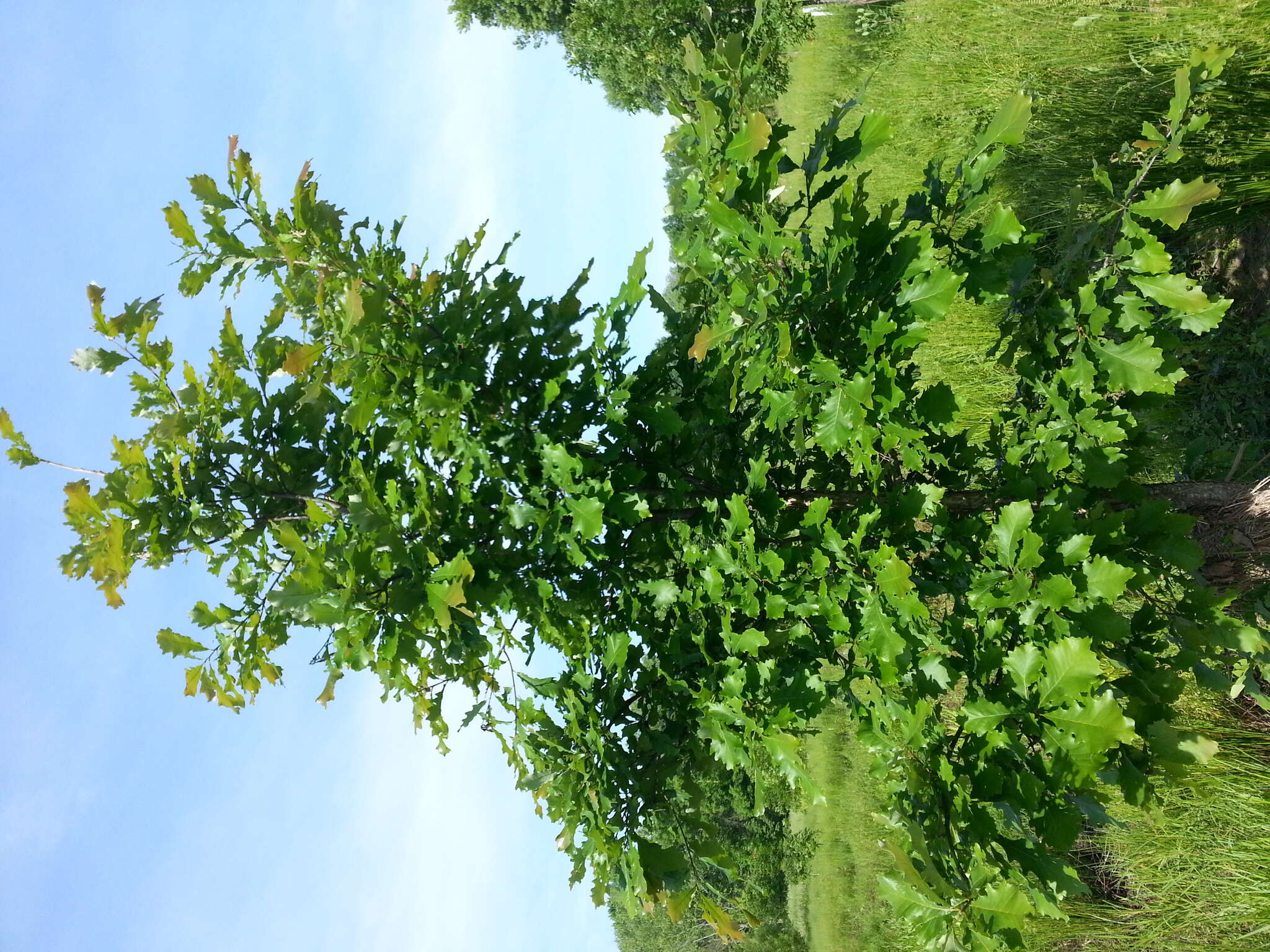 Imagem de Quercus bicolor Willd.