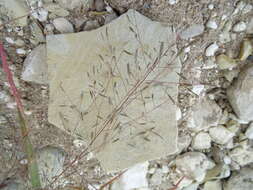 Image of Eragrostis amurensis Prob.