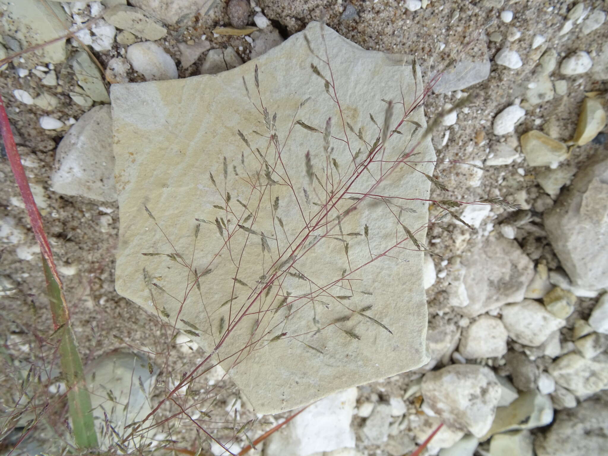 Image of Eragrostis amurensis Prob.