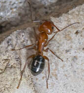 Image of Camponotus decipiens Emery 1893