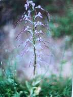 Himantoglossum adriaticum H. Baumann resmi