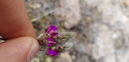 Image de Dalea sericea Lag.