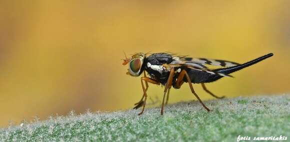 Imagem de Urophora cuspidata (Meigen 1826)