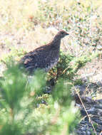 Image of Dusky Grouse