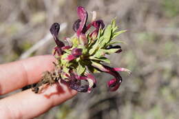 Image de Lobelia polyphylla Hook. & Arn.