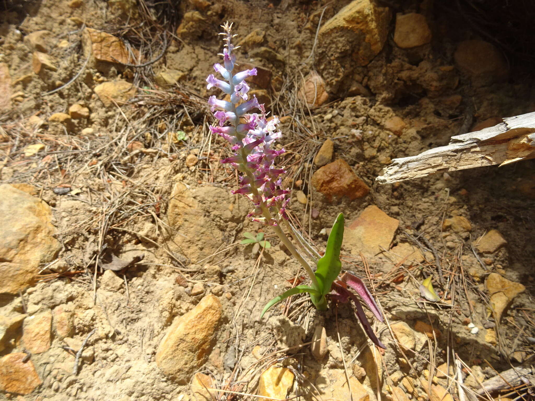 Image of Lachenalia orchioides subsp. parviflora (W. F. Barker) G. D. Duncan