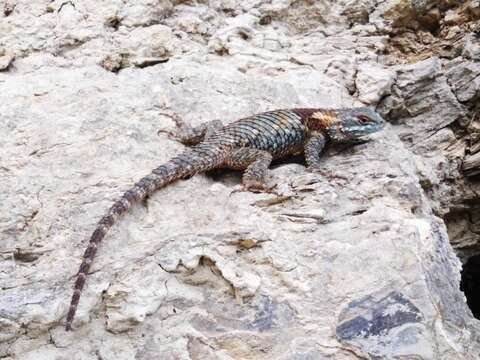 Image of Sceloporus torquatus binocularis Dunn 1936