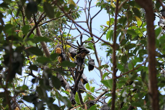 Image of Spectacled Flying Fox