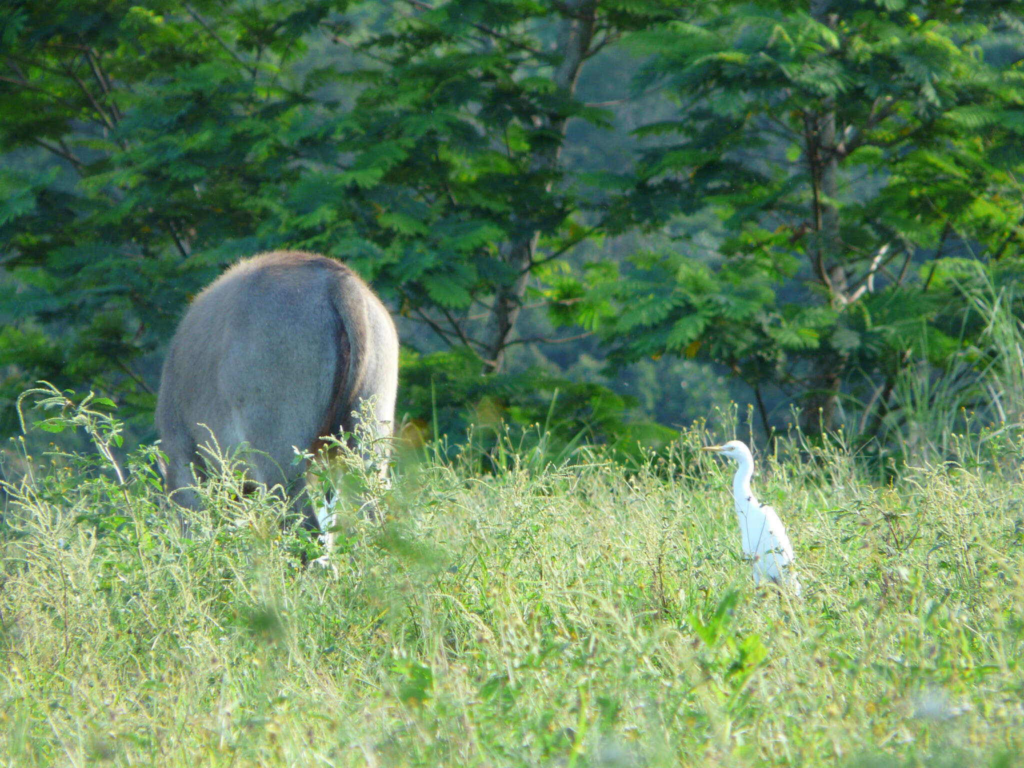 Image de Bubulcus ibis coromandus