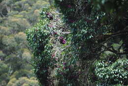 Image of Syzygium crebrinerve (C. T. White) L. A. S. Johnson