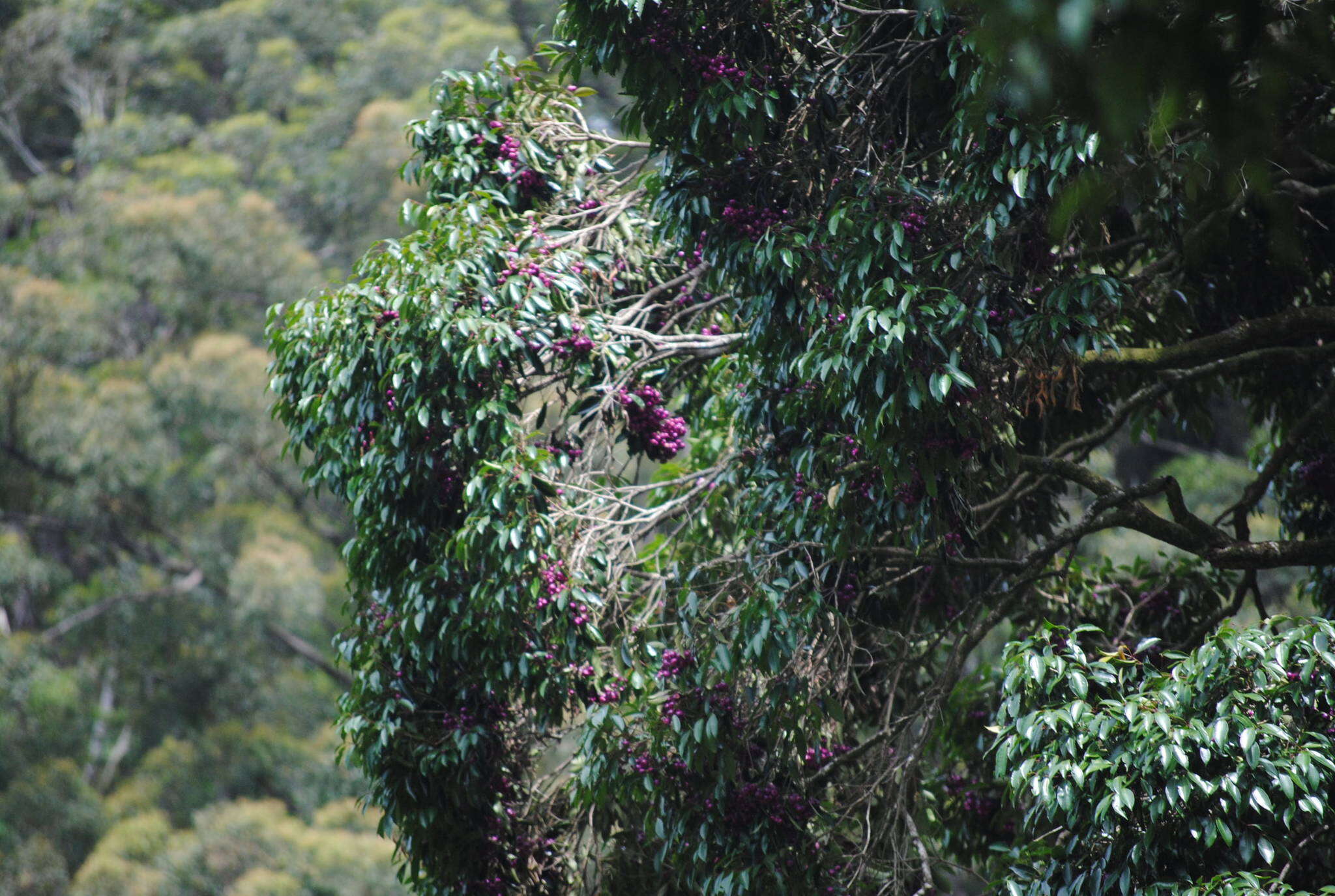 Image of Syzygium crebrinerve (C. T. White) L. A. S. Johnson