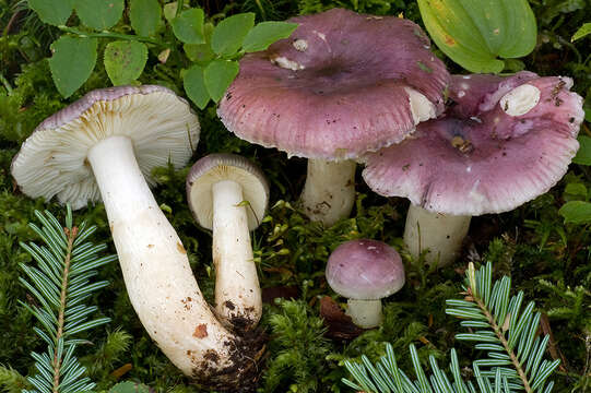 Image of Russula cavipes Britzelm. 1893