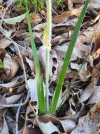 Image of Conostylis setosa Lindl.