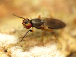 Image of Heteromeringia nitida Johnson 1913