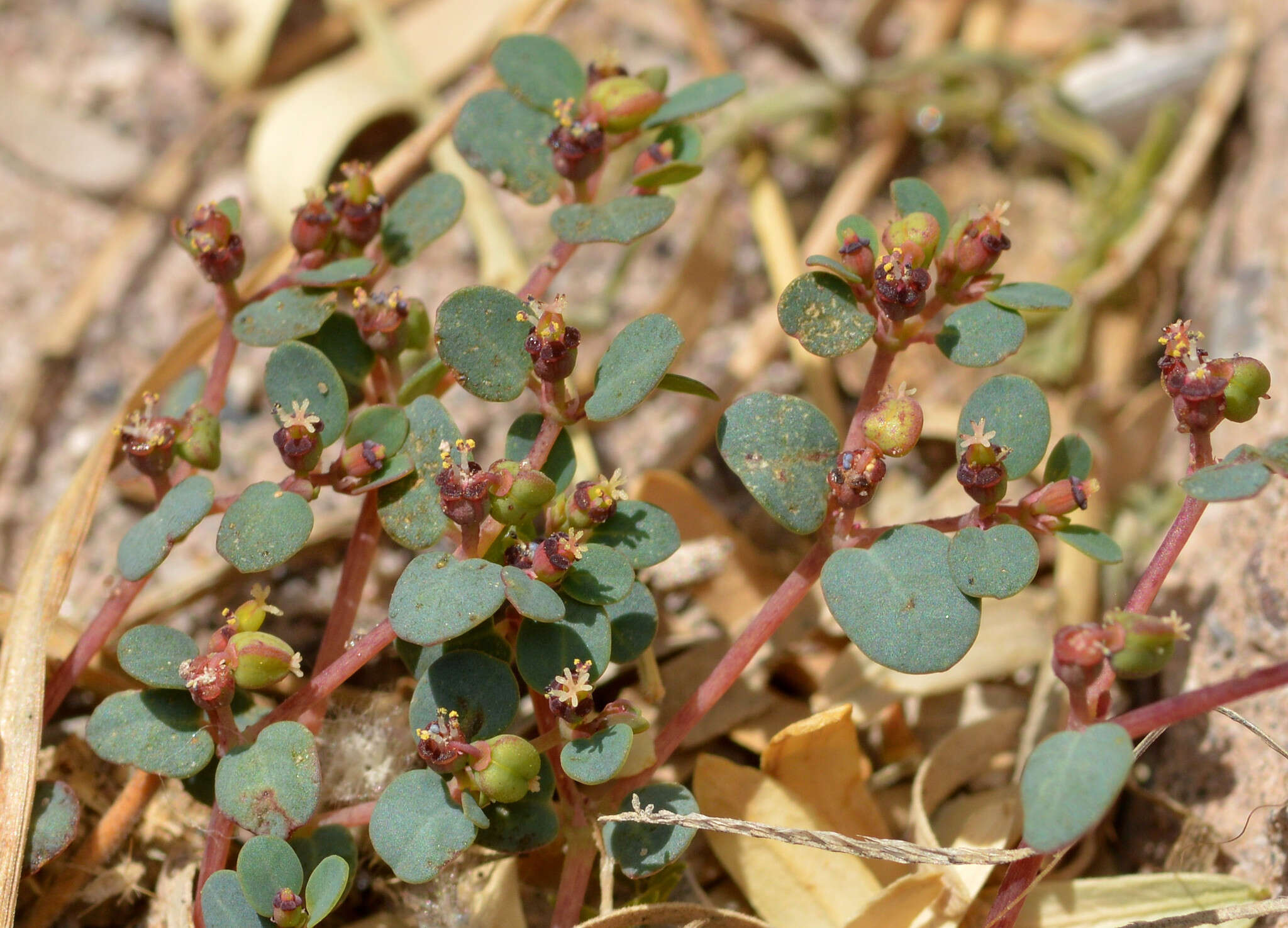 Euphorbia simulans (L. C. Wheeler) Warnock & M. C. Johnst. resmi