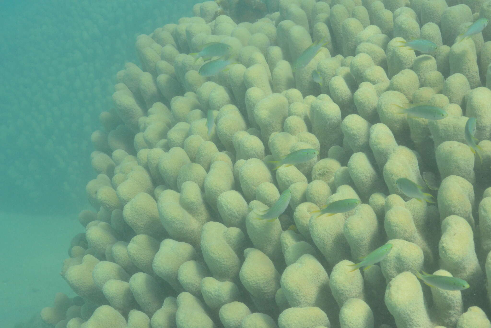 Image of Encrusting Sandpaper Coral