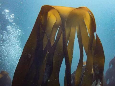 Image of Laminaria pallida