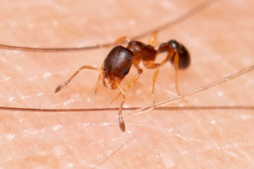 Image of Ant