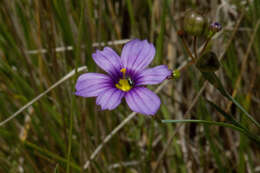 Image of western blue-eyed grass