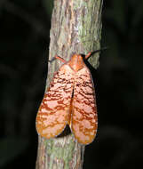 Image of Aphaena (Aphaena) discolor Guérin-Méneville 1834