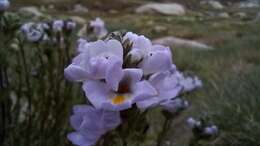 Image de Euphrasia collina subsp. diversicolor W. R. Barker