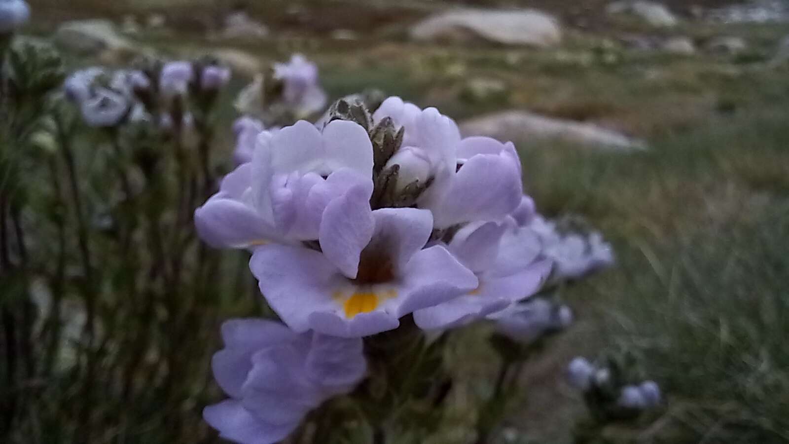 Imagem de Euphrasia collina subsp. diversicolor W. R. Barker