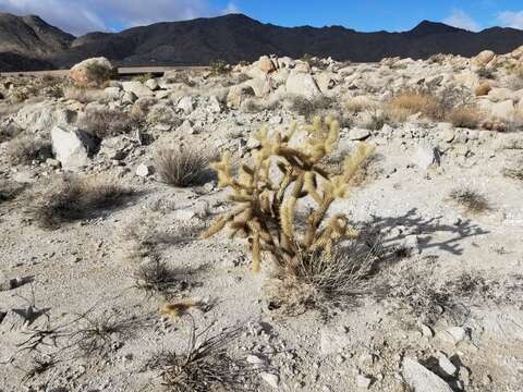 Image of Wolf's opuntia