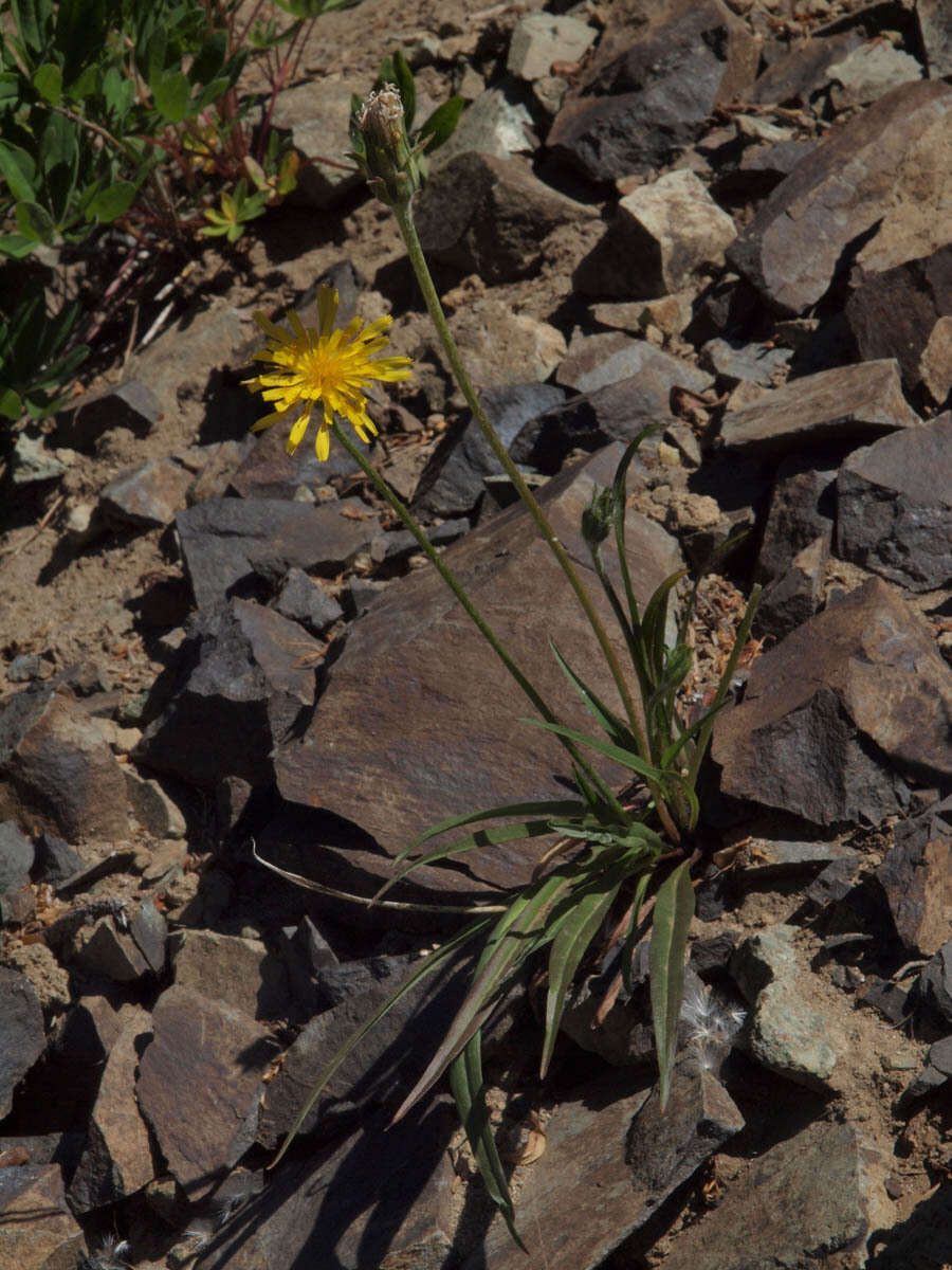 Image of alpine lake false dandelion