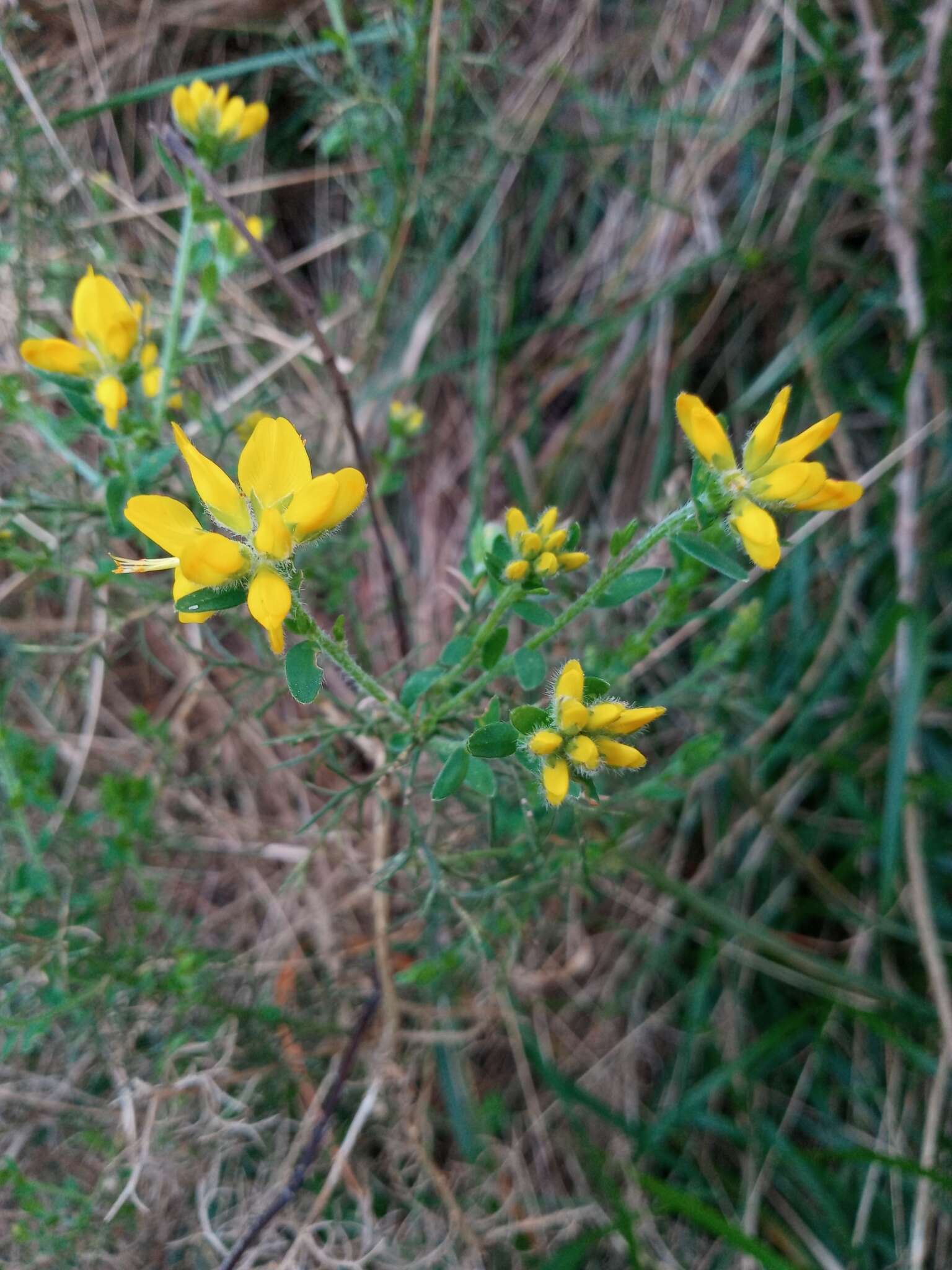 Image of Genista hispanica L.