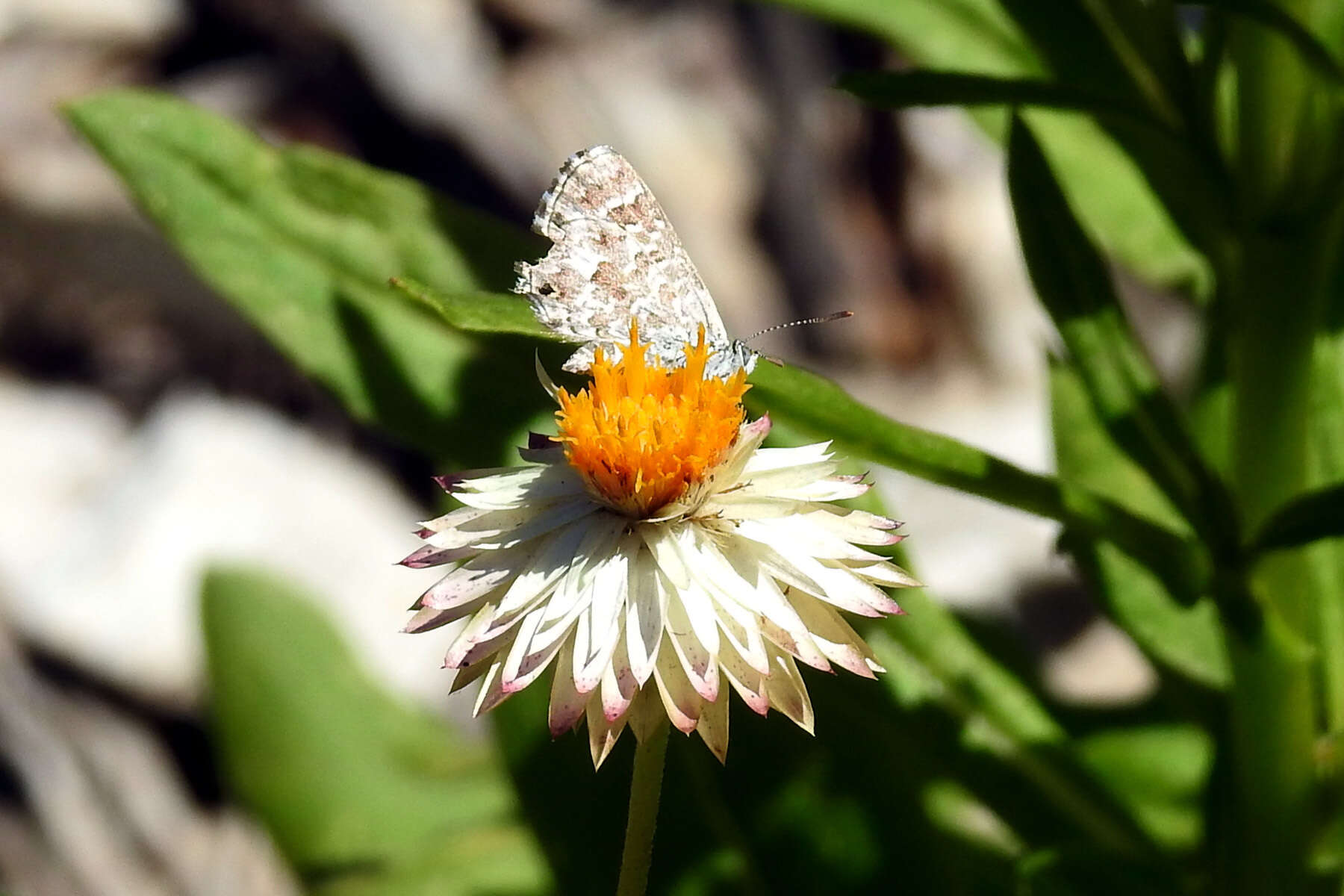 Image de Theclinesthes serpentata (Herrich-Schäffer 1869)