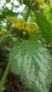 Lamium galeobdolon subsp. argentatum (Smejkal) J. Duvign.的圖片