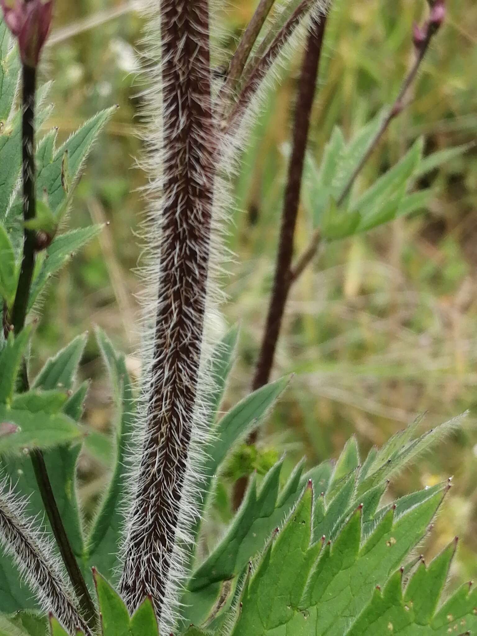 Image of Delphinium retropilosum (Huth) Sambuk