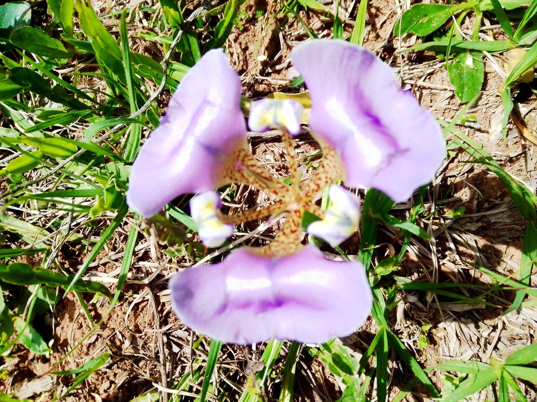 Image of Cypella unguiculata (Baker) Roitman & J. A. Castillo