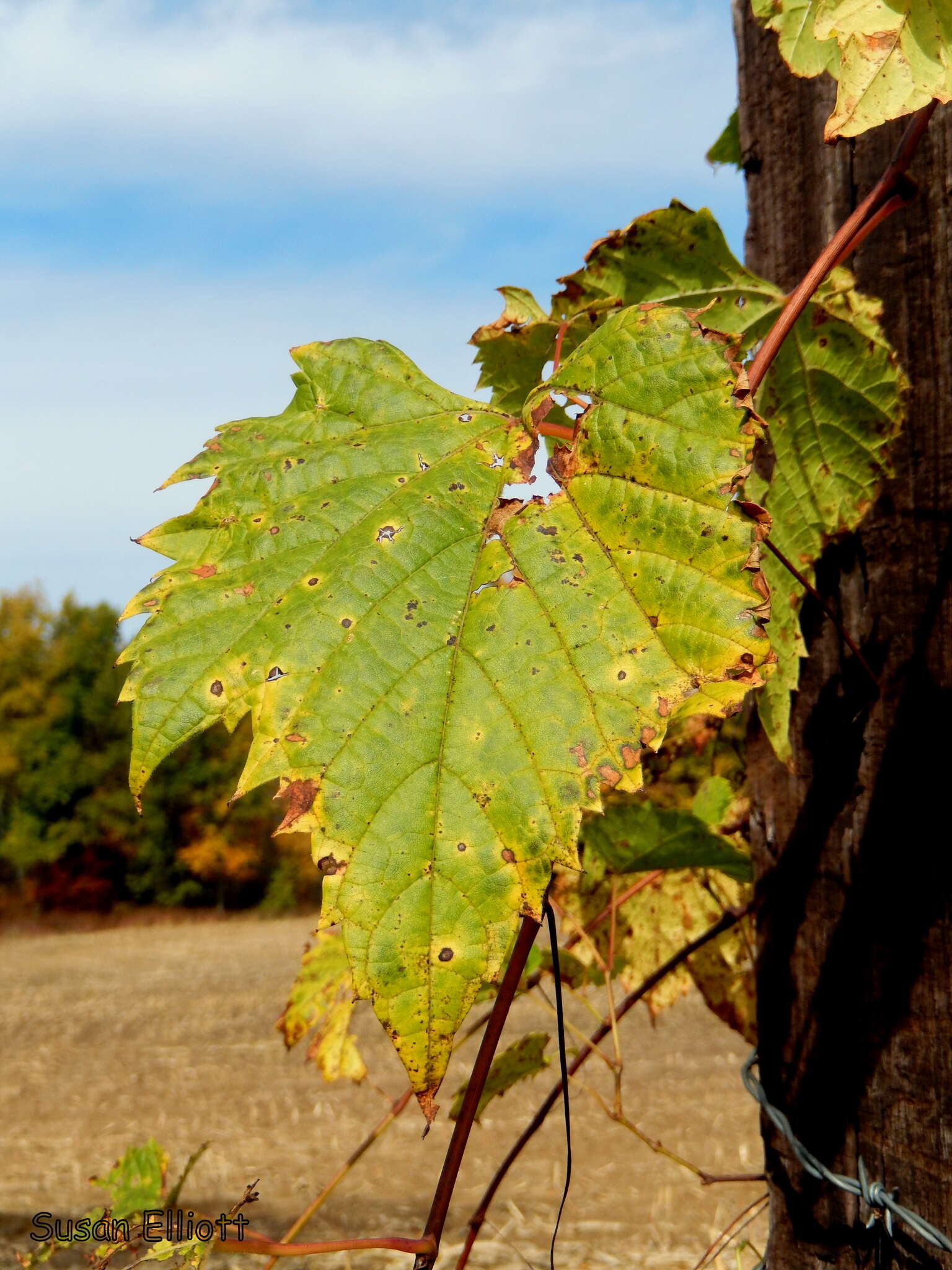 Imagem de Vitis riparia Michx.