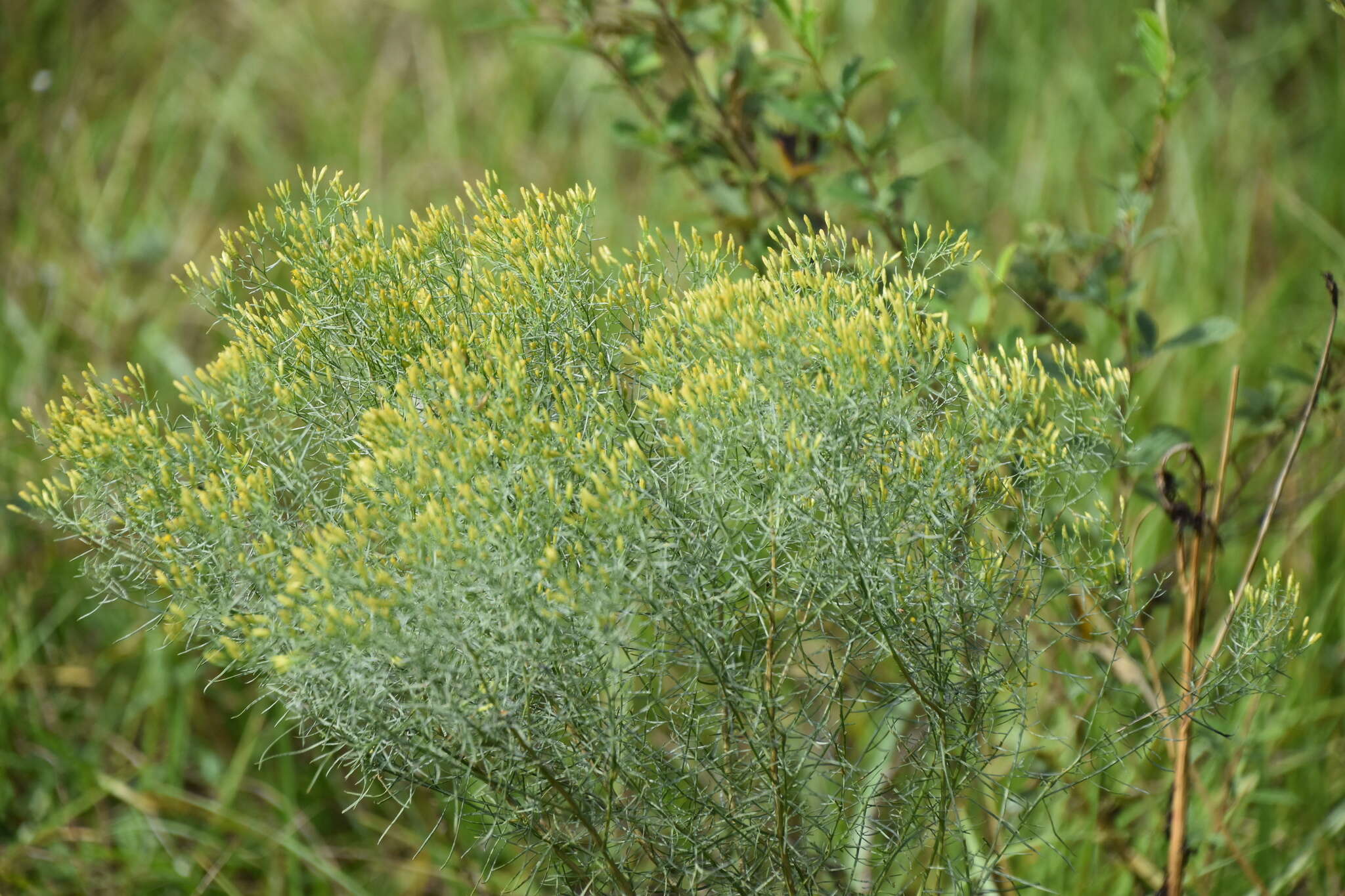 Image of Slender Goldentop