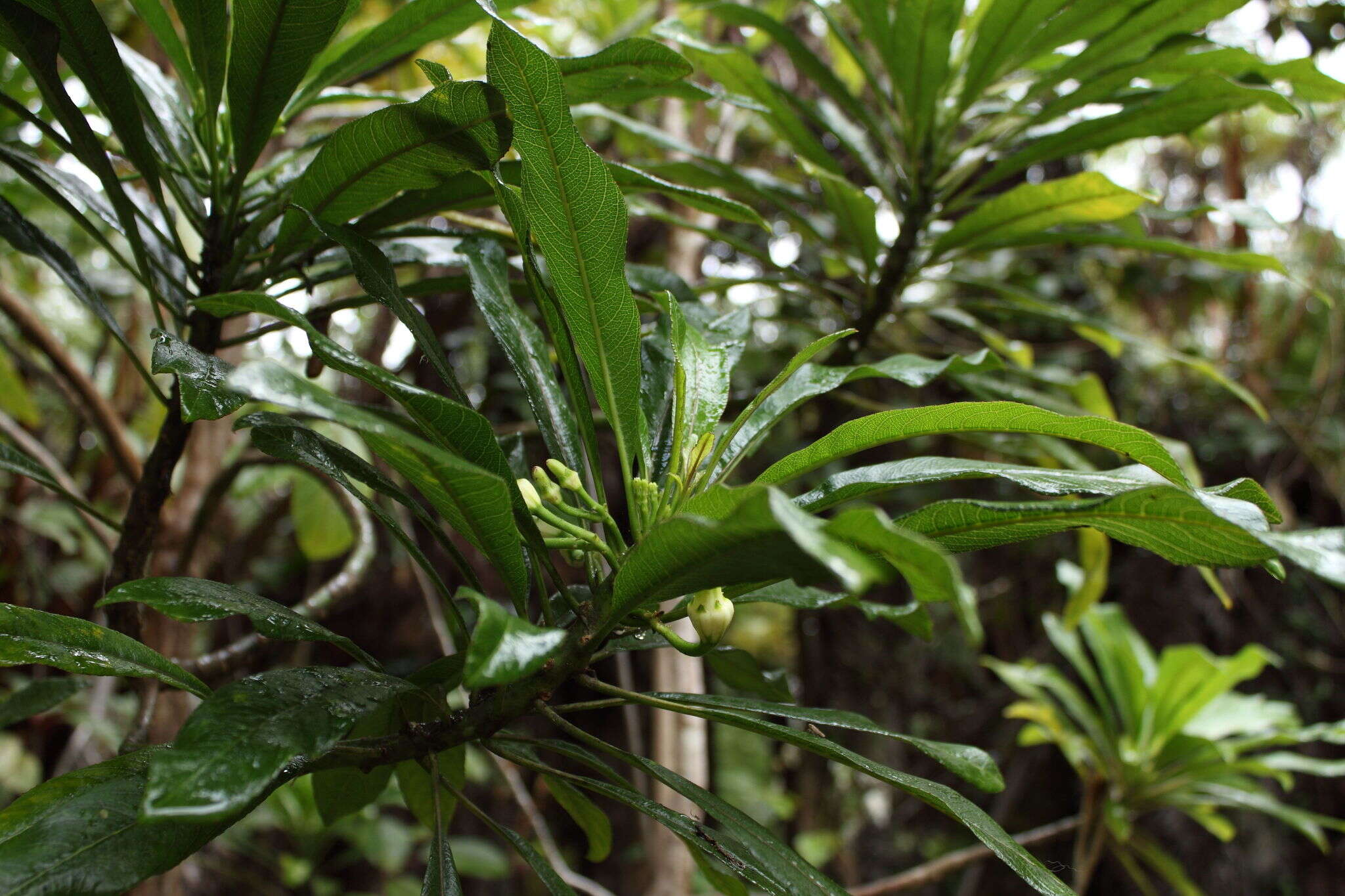 Слика од Clermontia clermontioides (Gaudich.) A. Heller