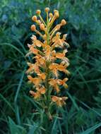 Image of Yellow fringed orchid