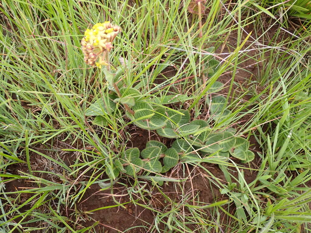 صورة Asclepias vicaria N. E. Br.