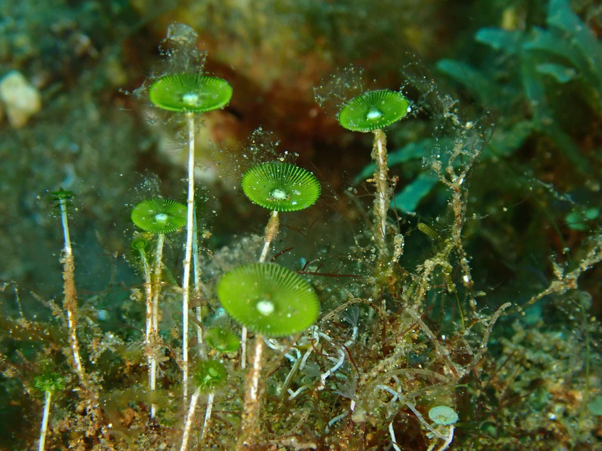 Image of Acetabularia major