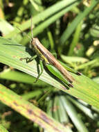 Image of Grasshopper