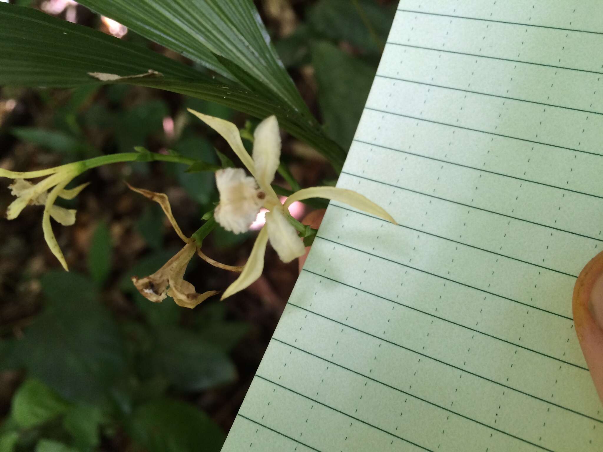 Image of crow orchid