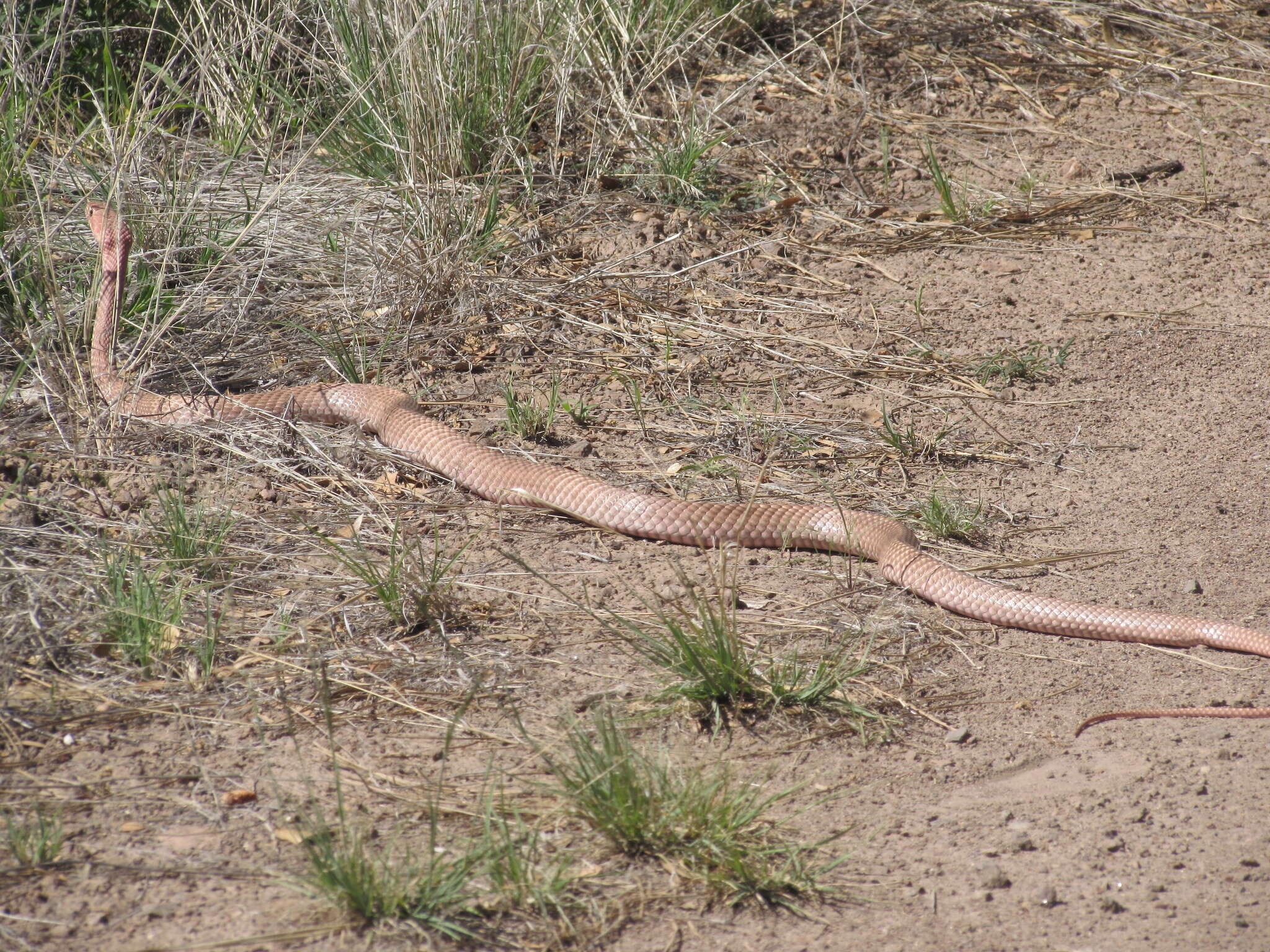 Image of Baja California Coachwhip