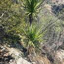 Image of Dracaena transvaalensis Baker