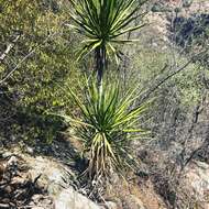 Слика од Dracaena transvaalensis Baker