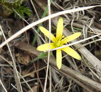 Image of Gagea pusilla (F. W. Schmidt) Sweet