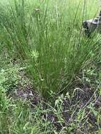 صورة Juncus effusus subsp. effusus