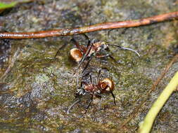 Image of Polyrhachis mindanaensis Emery 1923