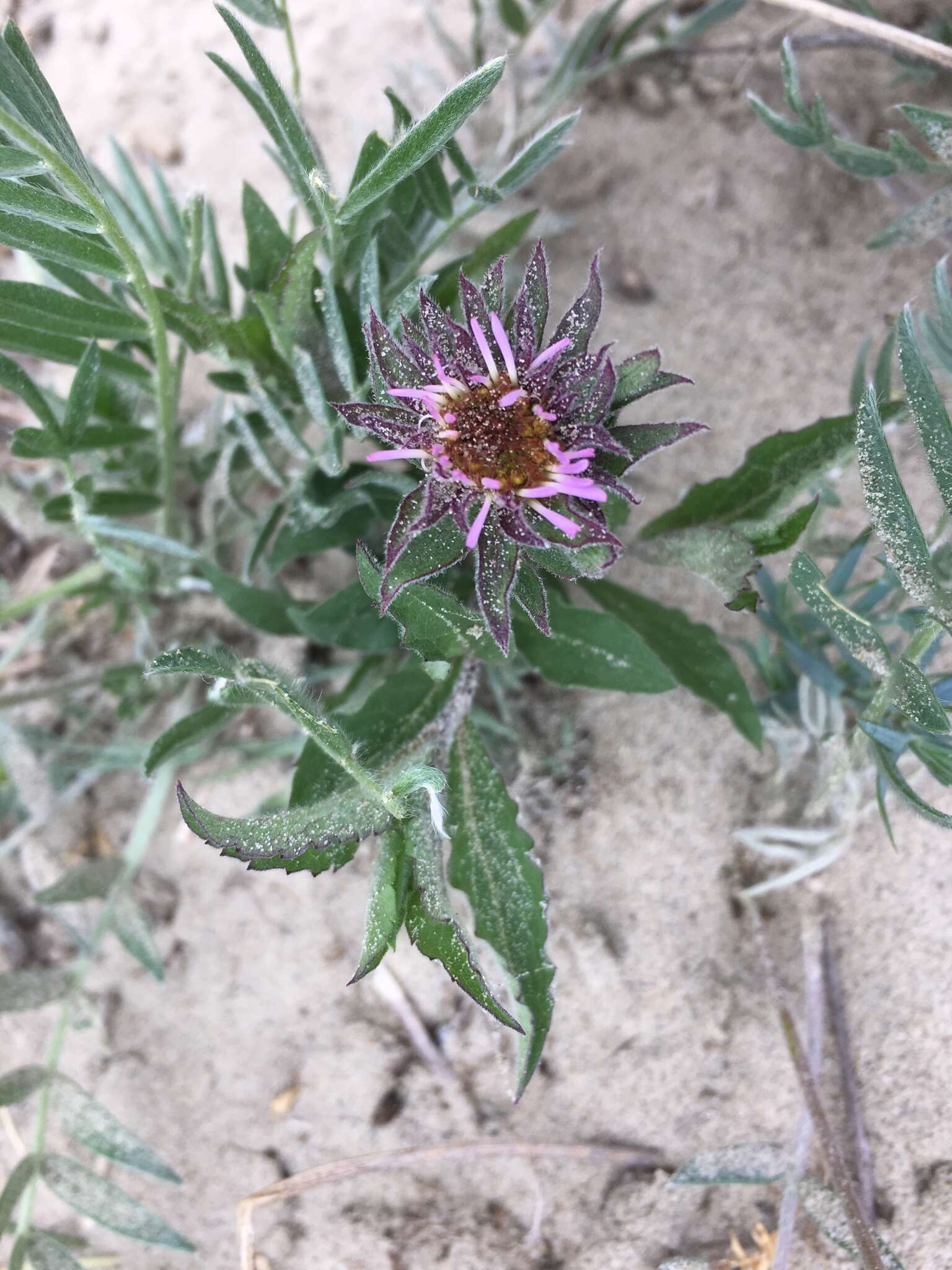 Image of arctic aster